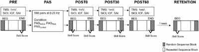 Modulatory Effects of Motor State During Paired Associative Stimulation on Motor Cortex Excitability and Motor Skill Learning